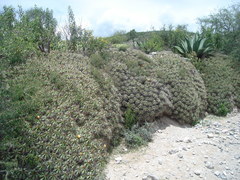 Ferocactus robustus