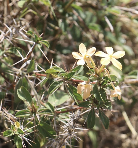 Barleria eranthemoides image