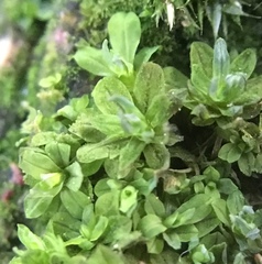 Syntrichia latifolia