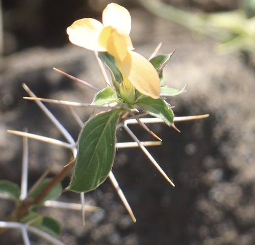 Barleria eranthemoides image