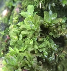 Syntrichia latifolia