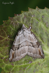 Aplocera plagiata