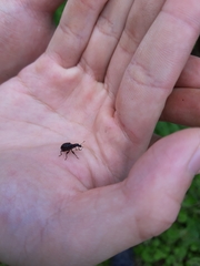 Apoderinae