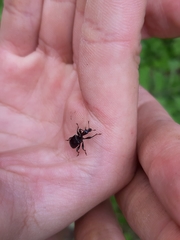 Apoderinae