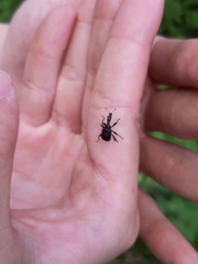 Apoderinae
