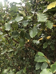 Griselinia littoralis