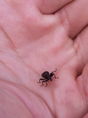 Apoderinae