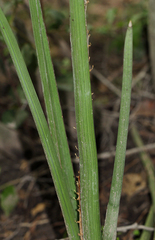 Dracaena pearsonii image