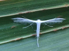 Pterophorus niveus