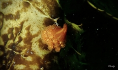 Candelabrum australe