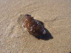Aplysia extraordinaria