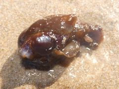 Aplysia extraordinaria