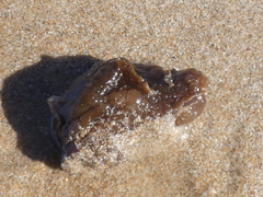 Aplysia extraordinaria