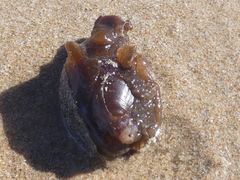 Aplysia extraordinaria