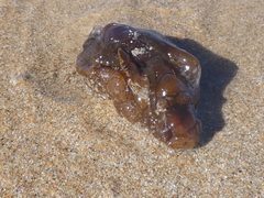 Aplysia extraordinaria