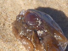 Aplysia extraordinaria