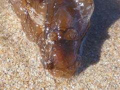 Aplysia extraordinaria