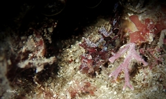 Heteroclinus roseus