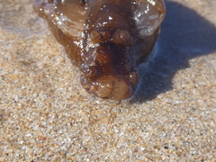 Aplysia extraordinaria