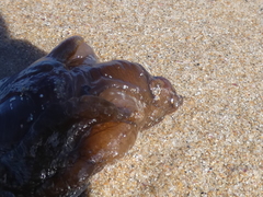 Aplysia extraordinaria