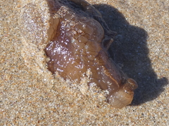 Aplysia extraordinaria