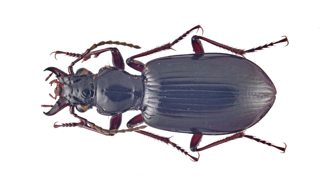 Eobroscus bhutanensis
