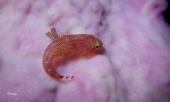 Cochleoceps orientalis