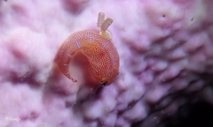 Cochleoceps orientalis