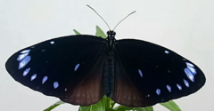 Euploea eunice