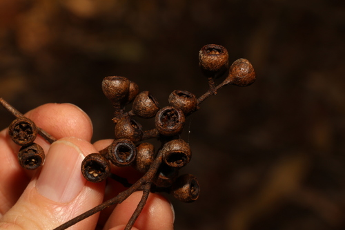 Image of Eucalyptus melliodora by (c) Greg Tasney, some rights reserved (CC BY-SA)