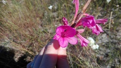 Watsonia marginata