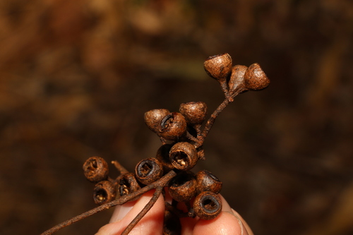 Image of Eucalyptus melliodora by (c) Greg Tasney, some rights reserved (CC BY-SA)