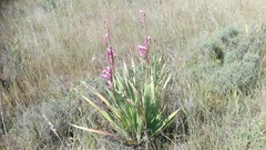 Watsonia marginata