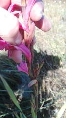 Watsonia marginata