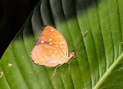 Lexias pardalis dirteana