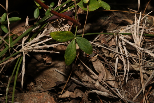 Image of Zieria scopulus by (c) Greg Tasney, some rights reserved (CC BY-SA)