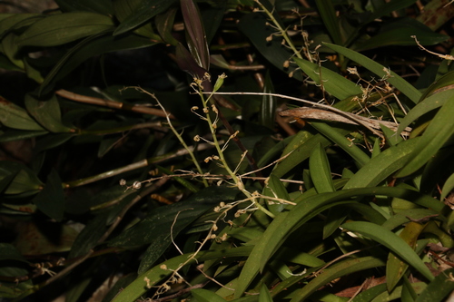 Image of Liparis swenssonii by (c) Greg Tasney, some rights reserved (CC BY-SA)