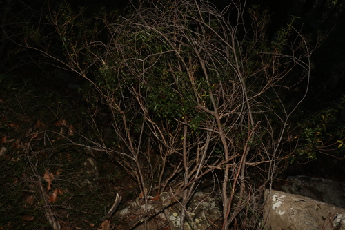 Image of Zieria scopulus by (c) Greg Tasney, some rights reserved (CC BY-SA)