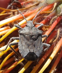 Pseudatelus