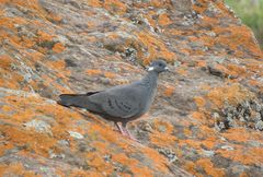 Columba albitorques