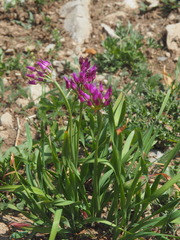Allium brevistylum