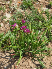 Allium brevistylum