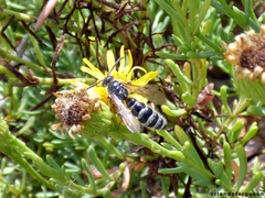 Colpa quinquecincta