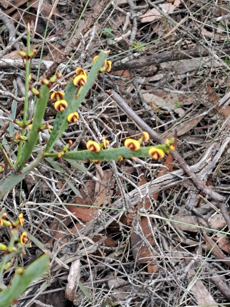 Faboideae from Lock SA 5633, Australia on August 12, 2023 at 1004 AM