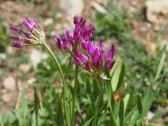 Allium brevistylum