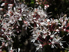 Agathosma ciliaris