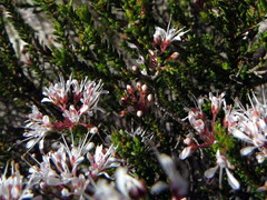 Agathosma ciliaris