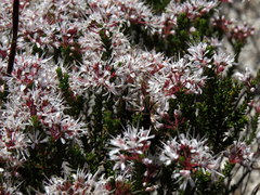 Agathosma ciliaris