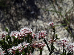 Agathosma ciliaris