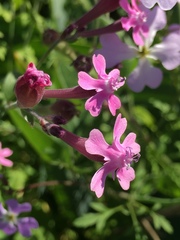Silene aegyptiaca